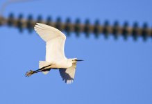 Little Egret.jpg