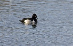 Ring Necked Duck.jpg