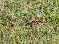 IMG_1458_Common Snipe.jpg