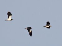 IMG_1470_Lapwing.jpg