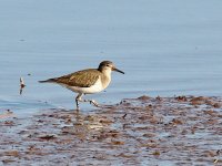 IMG_1509_Common Sandpiper.jpg