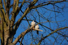 Collared Dove pair (2)a.jpg