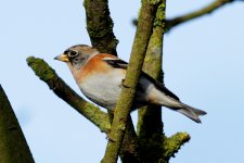 Brambling (2) small copy.jpg