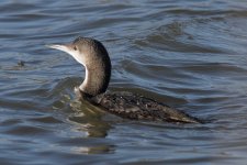 Black throated Diver (13) small copy.jpg