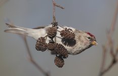 redpoll108.jpg