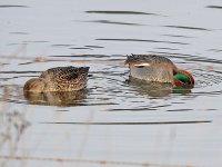 IMG_1614_Common Teal pair.jpg