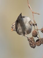 redpoll109.jpg