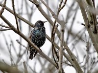 IMG_2293_Common Starling.jpg