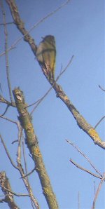 grey pecker crop female.jpg