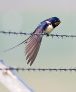 Swallow1GR700.jpg