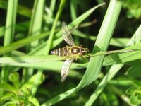 HOVERFLY  01.JPG