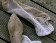 temminck's sock.jpg