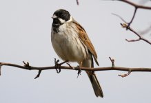 reedbunting@birtleyreedbeds.jpg