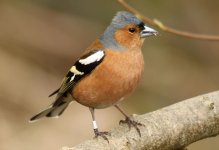 malechaffinch@farpastures.jpg