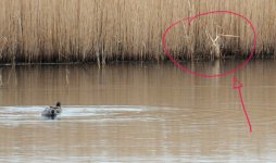 q9 550 gadwall reeds DSC_2388 copy.jpg