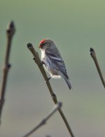 arctic redpoll.jpg