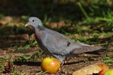 Stock Dove_resize.jpg