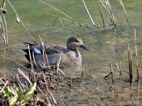 L1380514_Gadwall.jpg