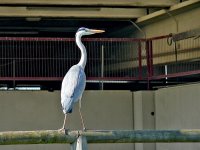 L1380518_Grey Heron.jpg