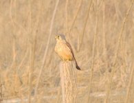 Eurasian Kestrel.jpg