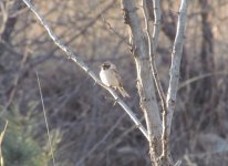 Ochre-rumped Bunting.jpg