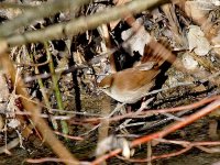 IMG_2841_Cetti's Warbler.jpg