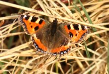 smalltortoiseshell.jpg