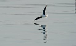 LittleGull1FM800.jpg