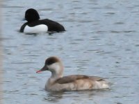 Red Crested Pochard 1.jpg