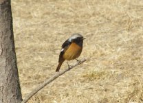 Daurian Redstart.jpg