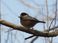 Varied Tit 2.jpg