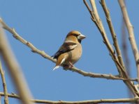 Hawfinch.jpg