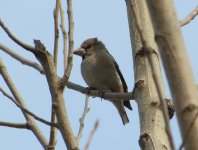 Hawfinch 2.jpg