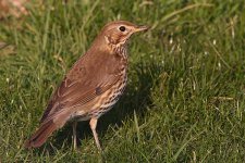 songthrush150306b.jpg