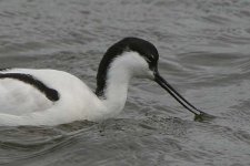 avocet260306c.jpg