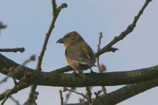 crossbill280306c.jpg