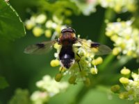 Hoverfly Species 01 WEB .JPG