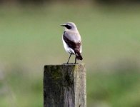 Wheatear 1.jpg