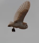 barnowl4.jpg