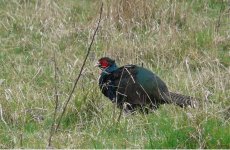 Green Pheasant.jpg