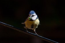 Blue_Tit_45.jpg