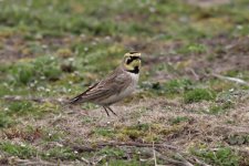 Shore Lark (3) bf copy.jpg