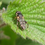 Canal Hoverflies 03.JPG