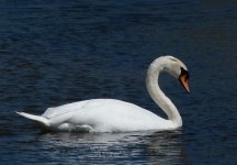 Mute Swan (Custom).JPG