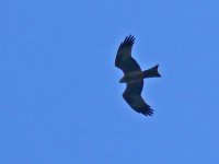 L1380640_Black Kite.jpg