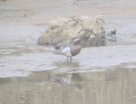 Garganey.jpg