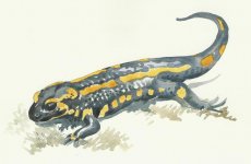 small salamandre.JPG