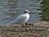 L1380529_Mediterranean Gull.jpg