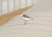 Kentish Plover.jpg