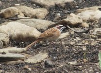 Meadow Bunting.jpg